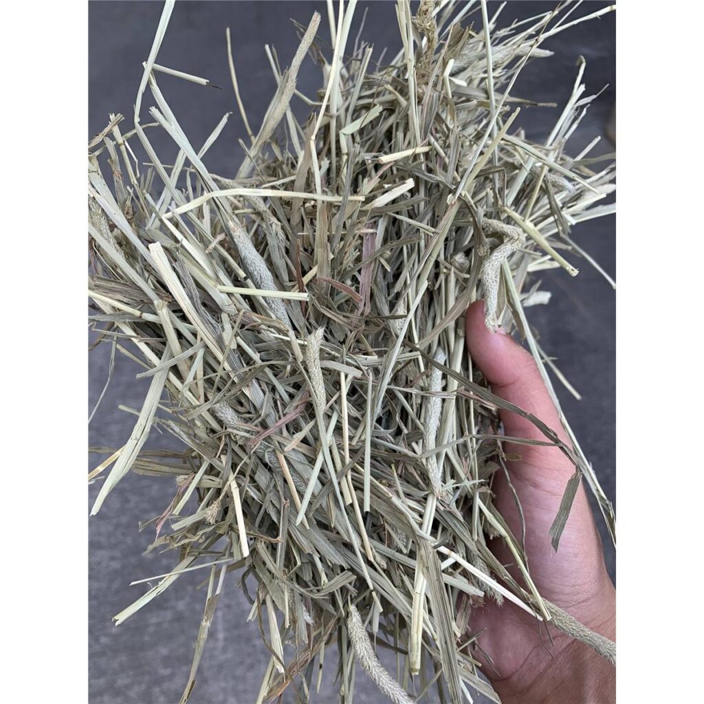 Timothy Hay Double-Compressed Bale 2nd Cut – Modernistic Garden and Pet ...