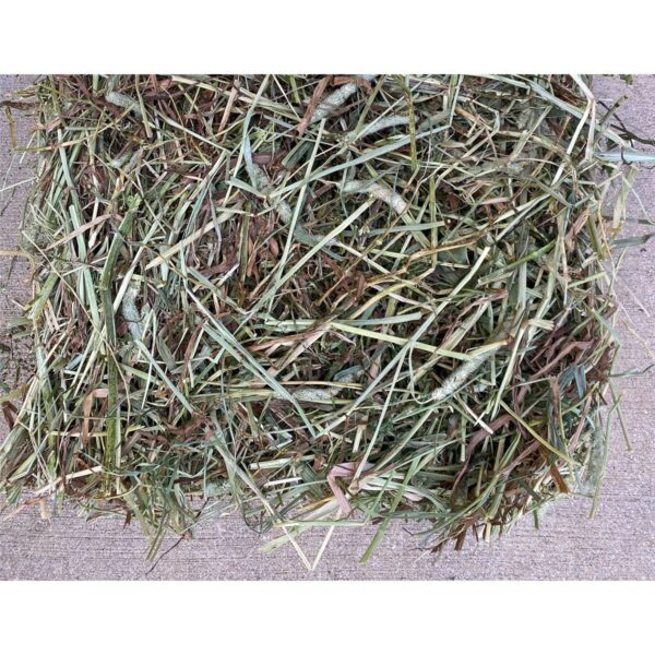 Timothy/Alfalfa Hay Double-Compressed Bale – Modernistic Garden and Pet ...