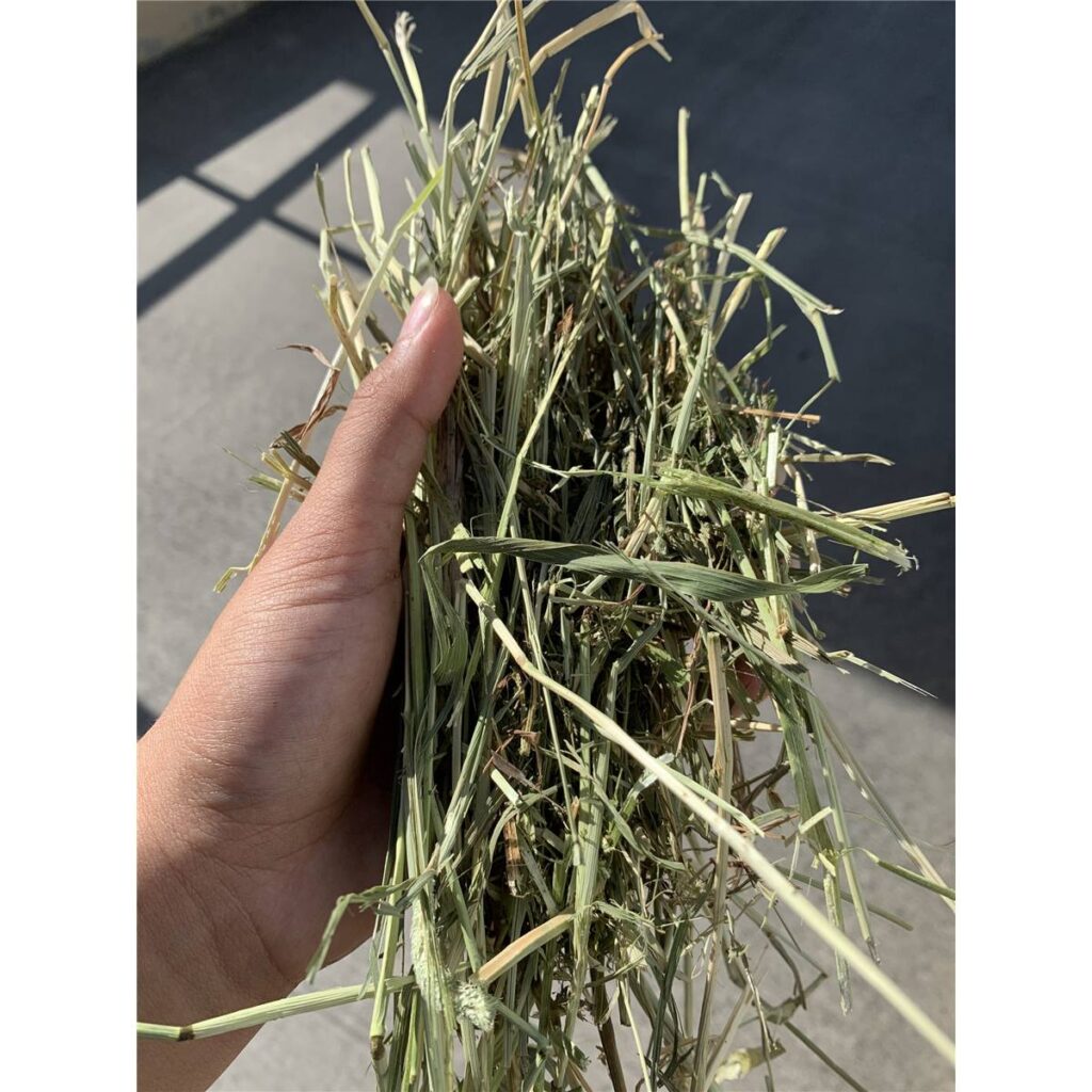 Timothy/Alfalfa Hay Double-Compressed Bale – Modernistic Garden and Pet ...
